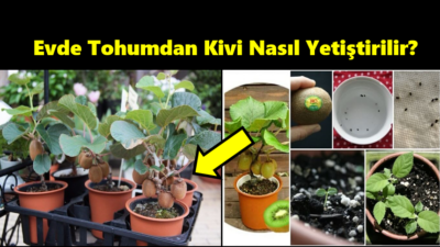 Evde Tohumdan Kivi Nasıl Yetiştirilir