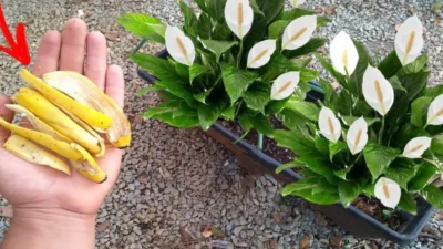 Bitkilerin tüm yıl boyunca çiçek açmasını sağlamak ve çürümelerini önlemek için 4 ipucu